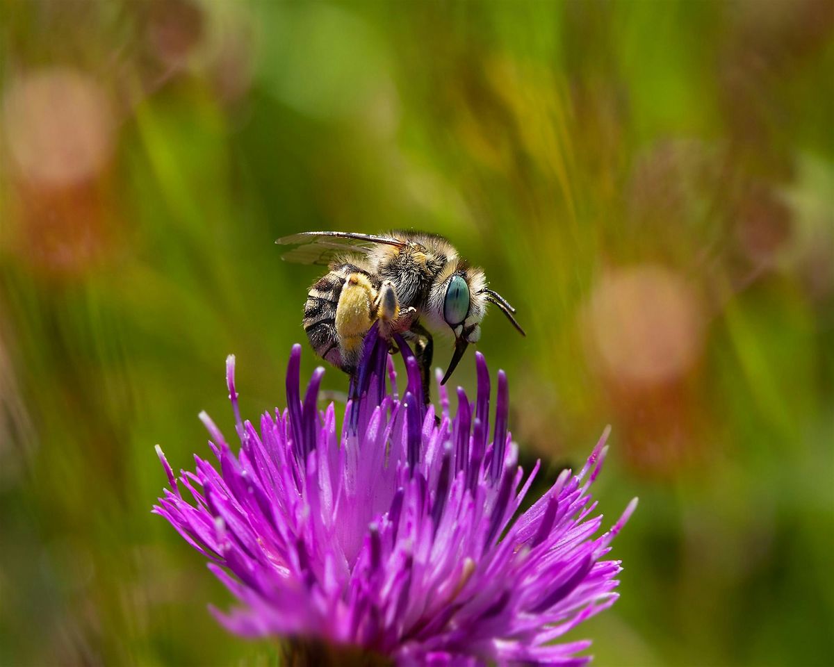 All About Bees