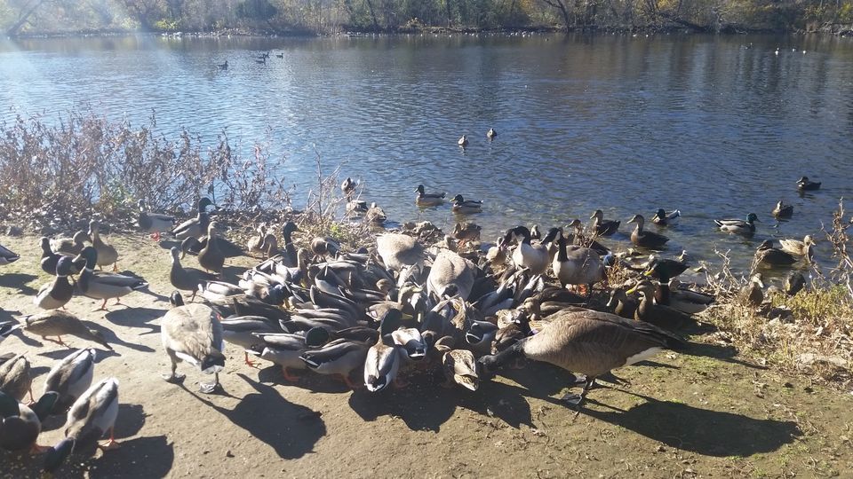 Fall migration Bird Hikes at Bay Beach Wildlife Sanctuary Bay Beach