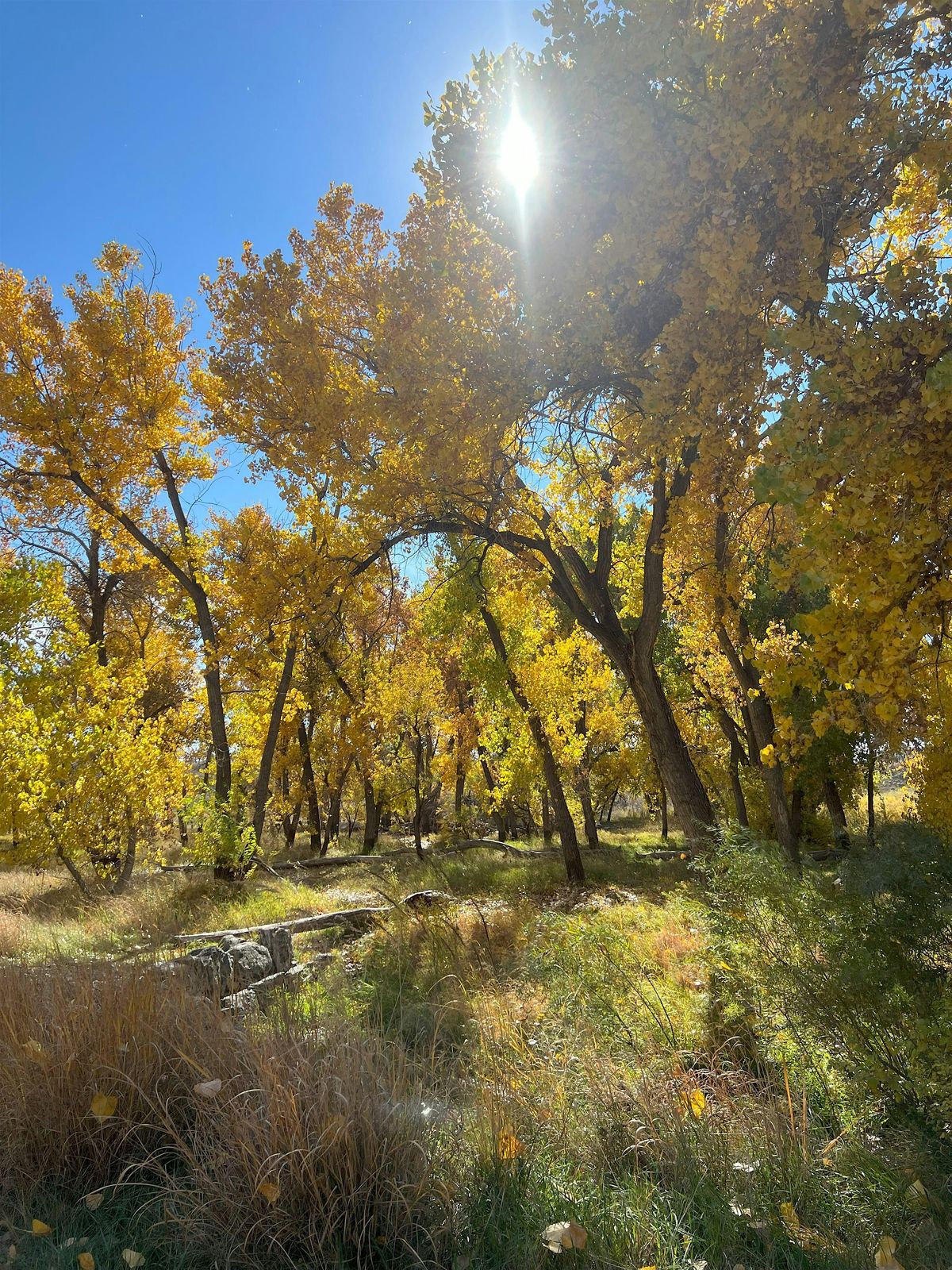 Nature Wanders of Wonder