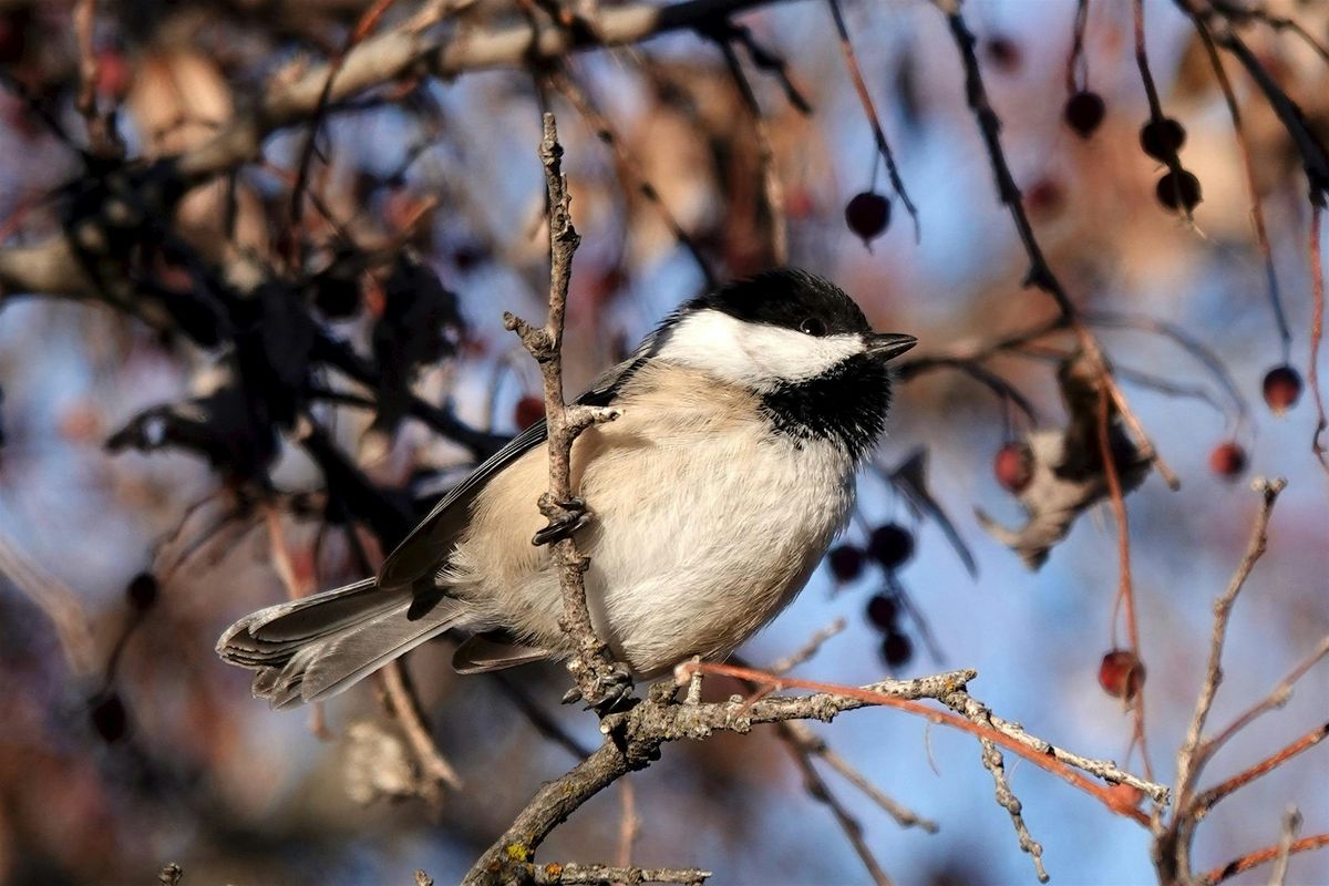 Wednesday Birders at Marianne Williams Park
