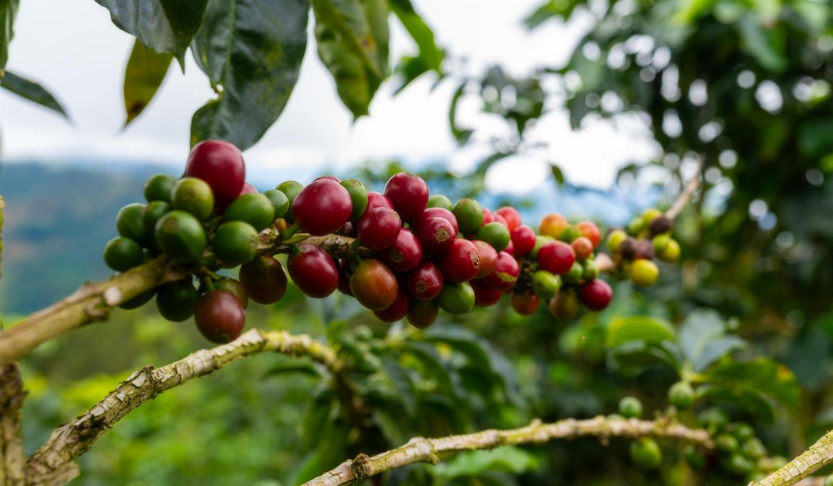 Nicaragua Cup of Excellence Coffee Cupping