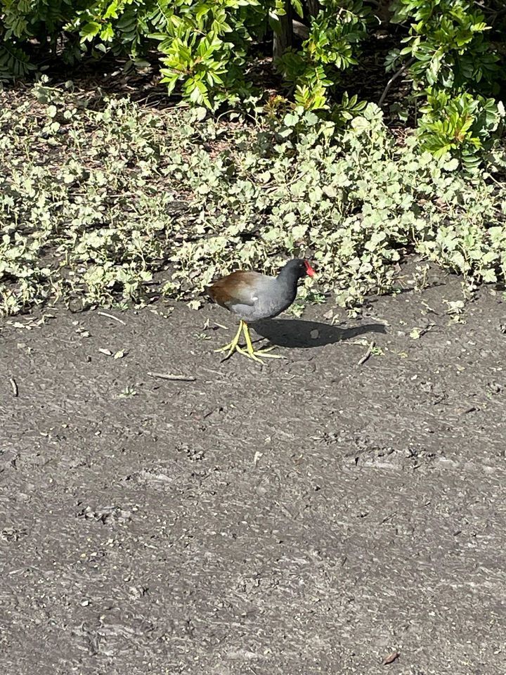 Guajome Regional Park Walk - A Lovely Stroll in Oceanside | Guajome ...