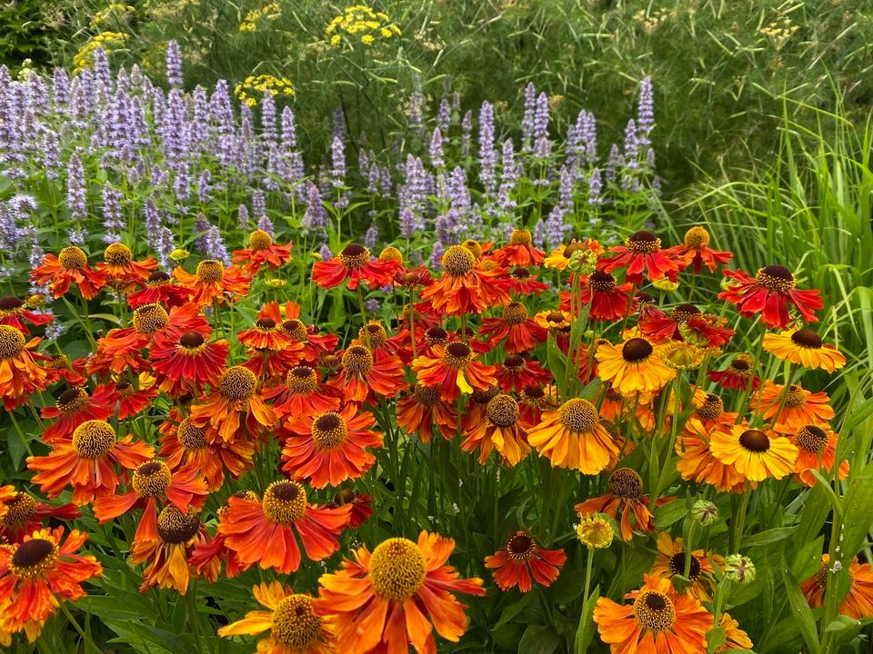 Tunes in the blooms - live music in the Wallington Walled Garden