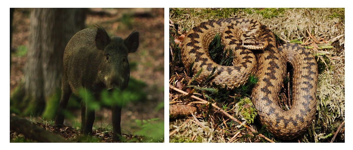 Bristol Rewilding Group Fantastic Wild Boar and Returning Reptiles