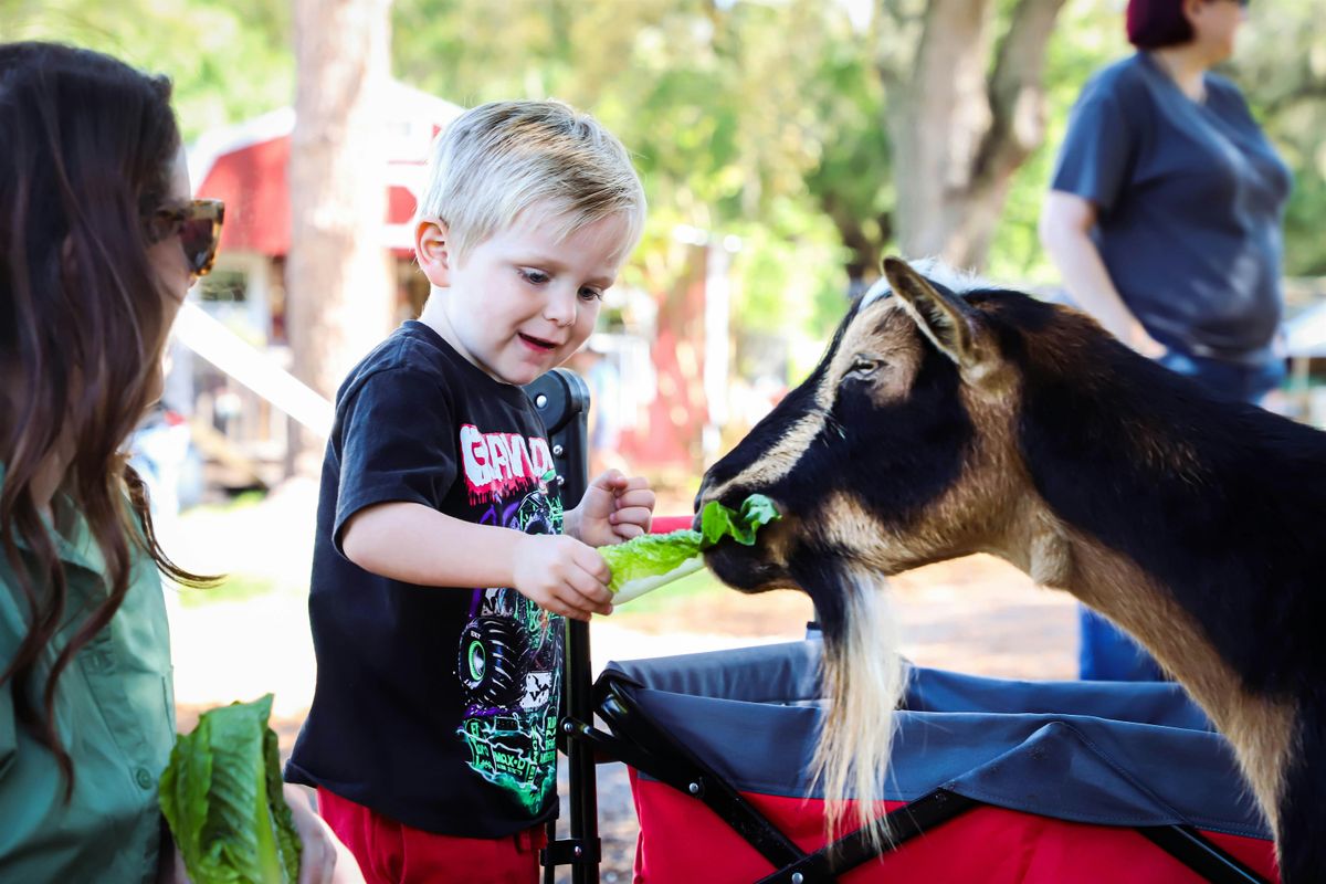 Visit the Farm Animals at Rooterville Animal Sanctuary