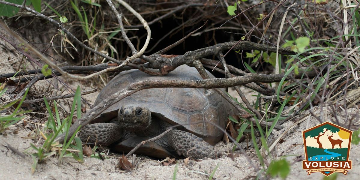Gopher Tortoise Hike