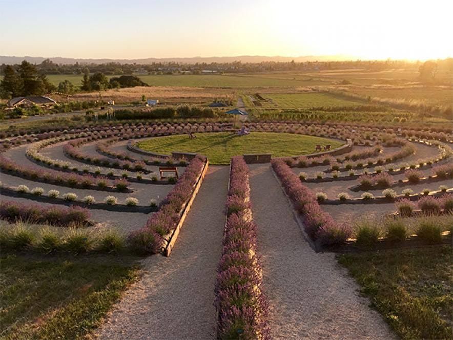 Sunset Yin Yoga & Sound Healing at The Lavender Labyrinth! at Bees N ...