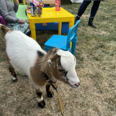 Cute & Cuddlee Mobile Petting Zoo