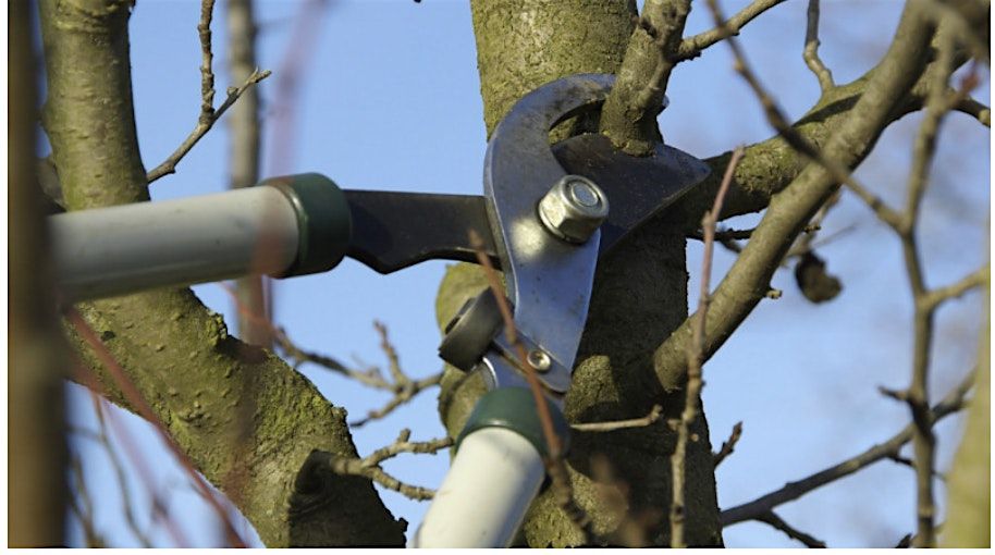 Regenerative Workshops - Pruning & Tree Care