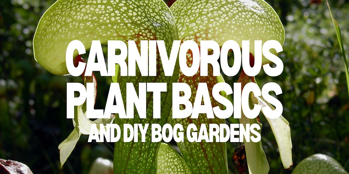 Carnivorous Plant Basics and DIY Bog Gardens w\/ Cultivate The City