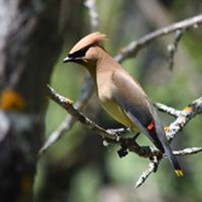 Westman Naturalists