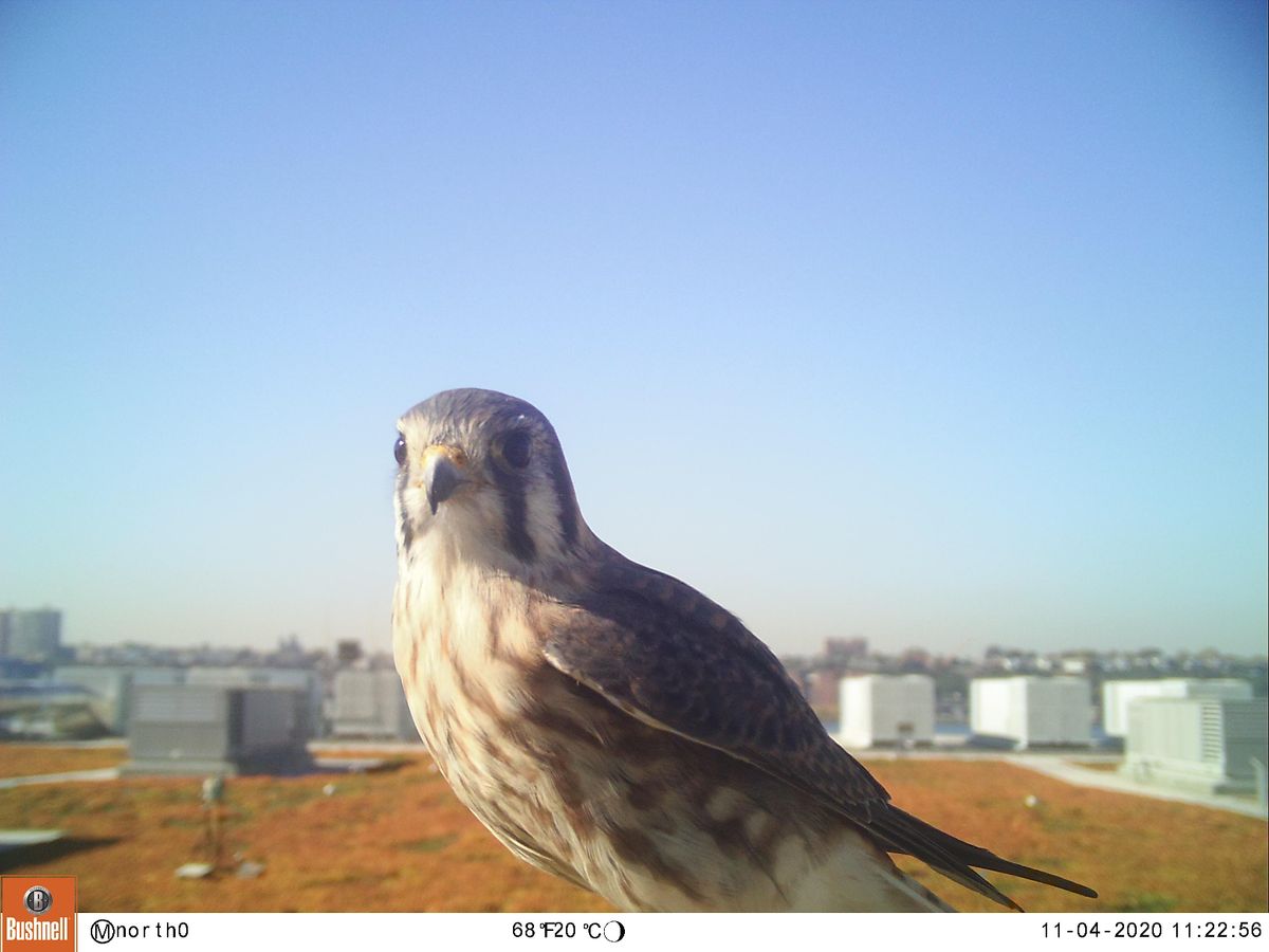 A Crash Course In Green Roof Biodiversity Monitoring With NYC Audubon a-crash-course-in-green-roof-biodiversity-monitoring-with-nyc-audubon