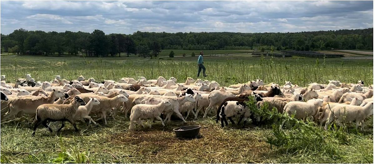 Sheep Herding Experience at Agricultural Education Center at Union ...