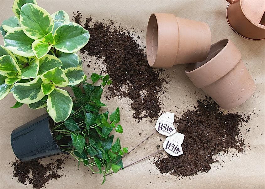 Paint and Plant: The Ultimate Plant Therapy Experience (Indoor Air Quality)