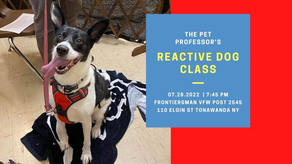 Reactive Dog Group Class Level 1 Frontiersmen VFW POST 7545 reactive-dog-group-class-level-1-frontiersmen-vfw-post-7545