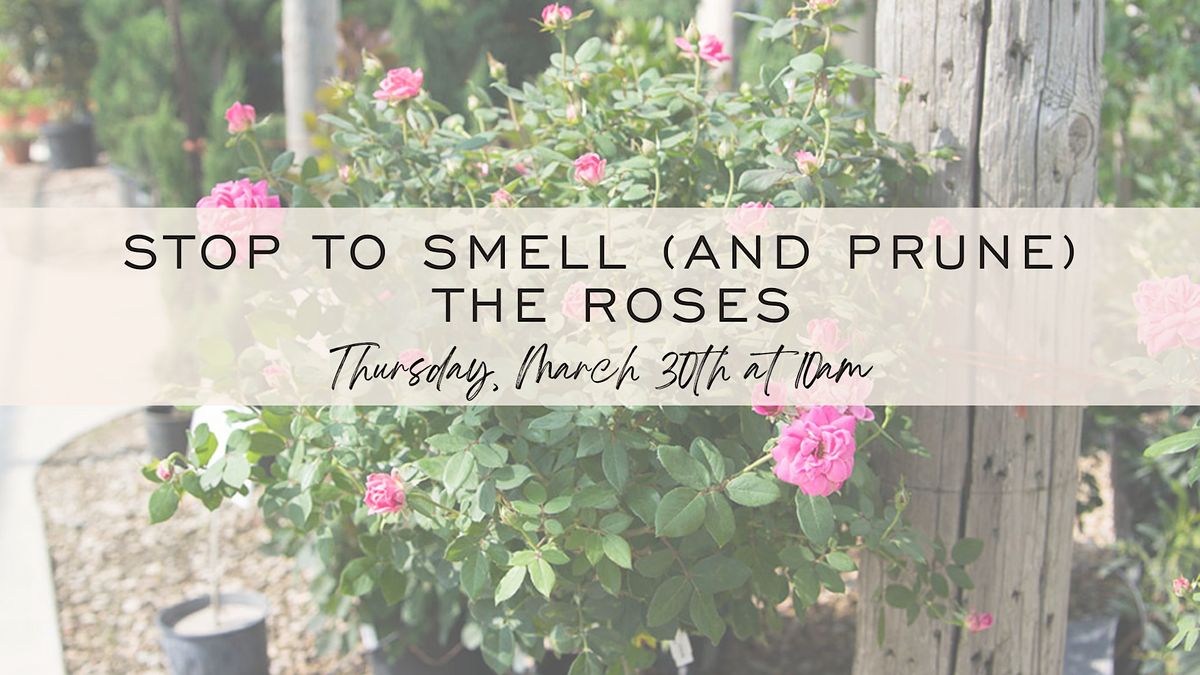 Stop to Smell (and prune) the Roses | Fossil Creek Tree Farm Nursery and Landscape  Co., Fort Worth, TX | March 30, 2023