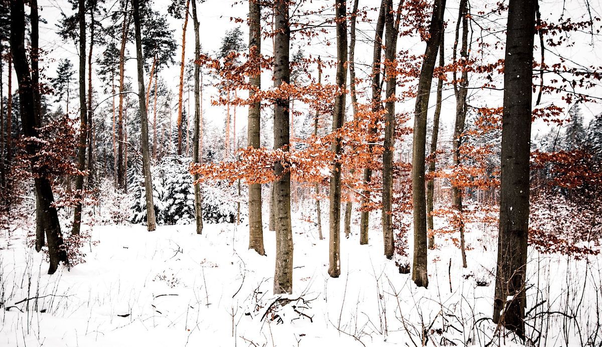 Winter Tree Identification Walk  - Silvermont Park Hike 1