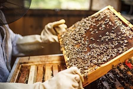 Gulf Coast Beekeepers of Florida - Monthly Meeting - Charlotte county