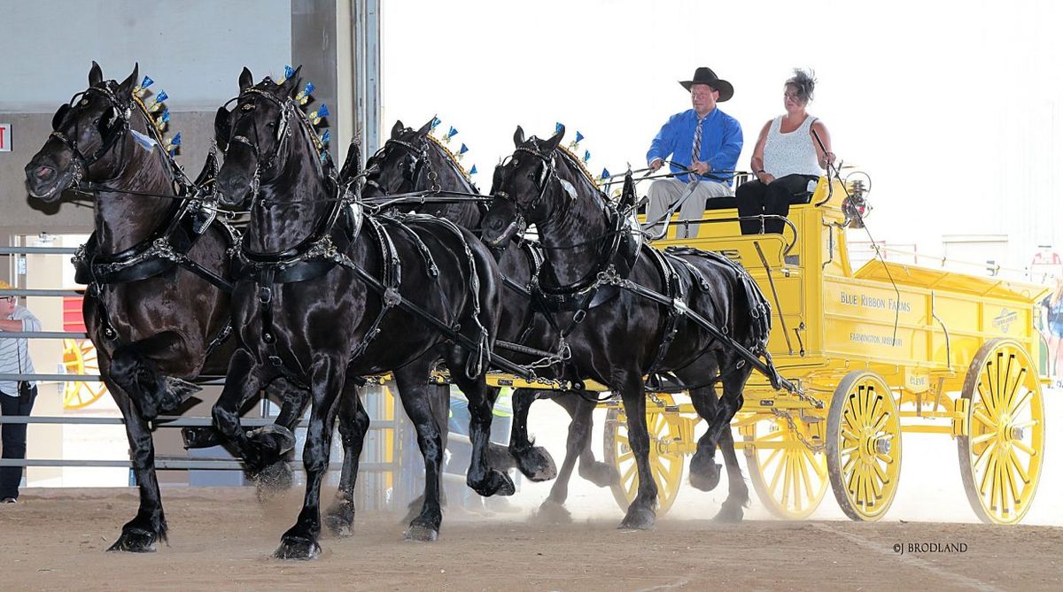 Draft Horse Show