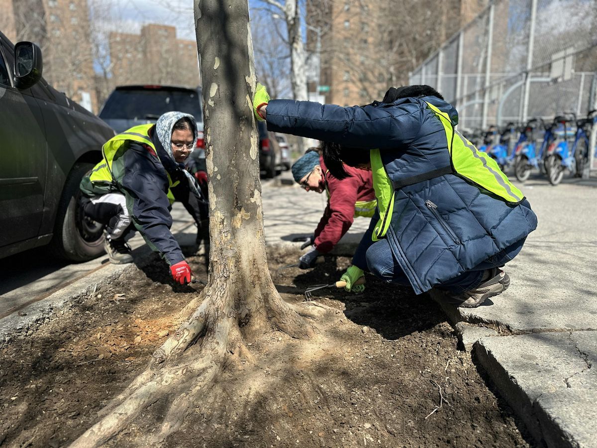 Street Tree Canopy Care Volunteer Day