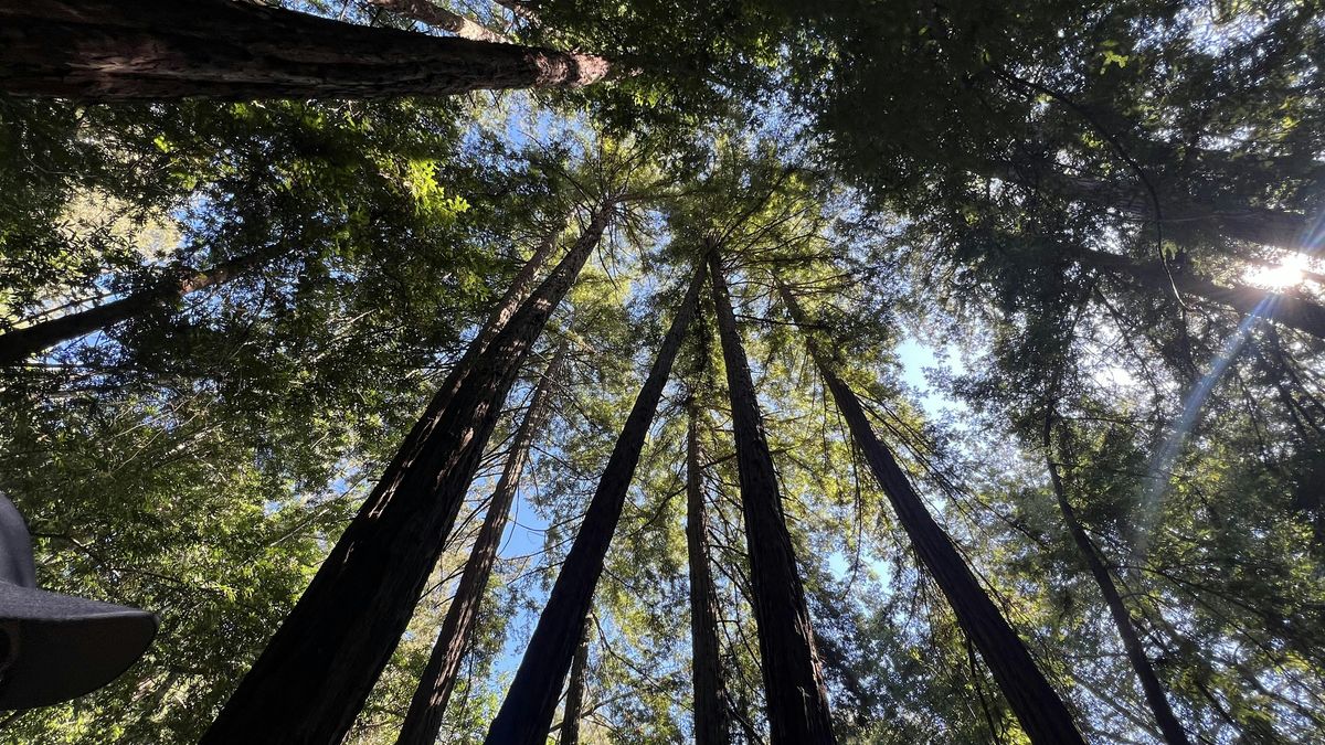 The Forest Within: A Nature Reset