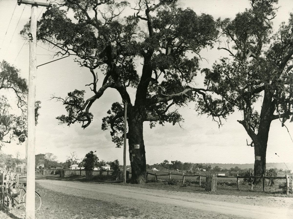 City Of South Perth Intramaps Reflect: Heritage Trees & Intramaps | Old Mill, South Perth, Wa | April 28,  2022