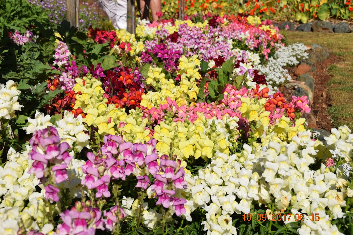 Springtime on the Mountain 2022 Tamborine Mountain September 23 to