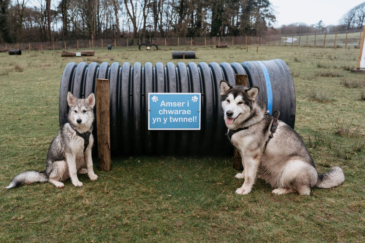 Dog Agility Area