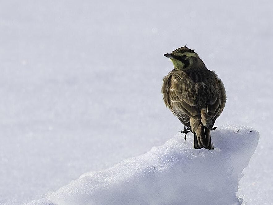 Christmas Bird Count For Kids at Freshkills Park
