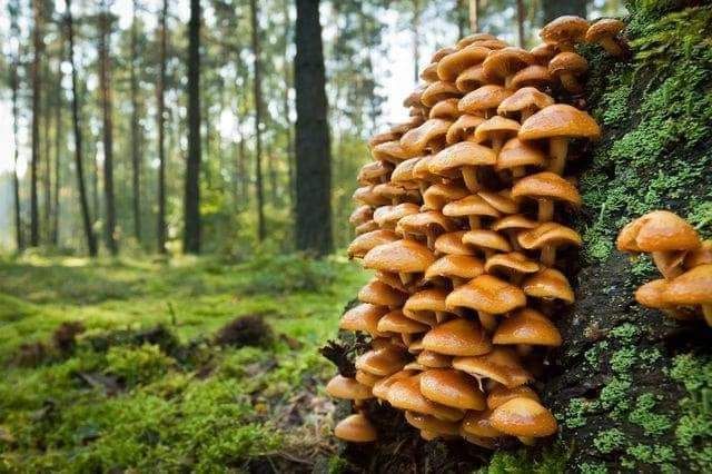 Mushroom Identification | North Island College, Courtenay, BC | October ...