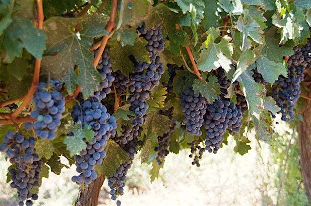 Cabernet Sauvignon Tasting! (JANUARY)