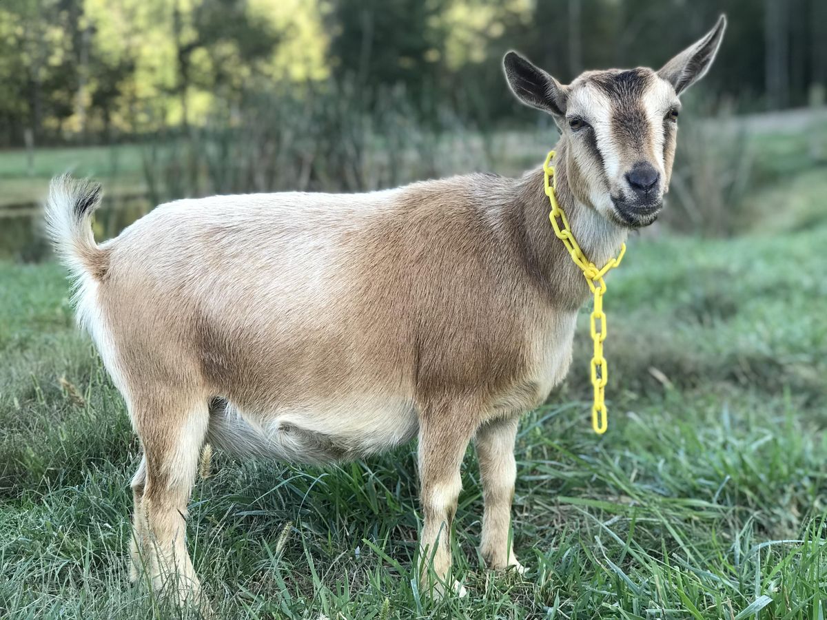 Basic Goat Maintenance including hoof trimming! Baker’s Bleating Acres, Liberty, KY April 9