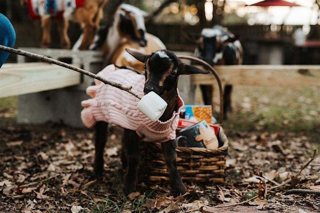 Roasting Marshmallows with Goats in Sweaters