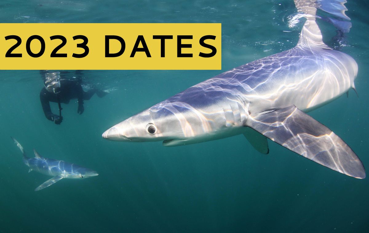 2023 DATES SWIM WITH BLUE SHARK(DEPOSIT ONLY)