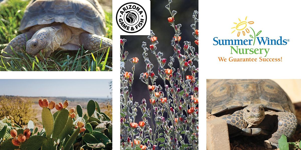 All About Adopting A Desert Tortoise With AZ Game And Fish Mesa Store all-about-adopting-a-desert-tortoise-with-az-game-and-fish-mesa-store