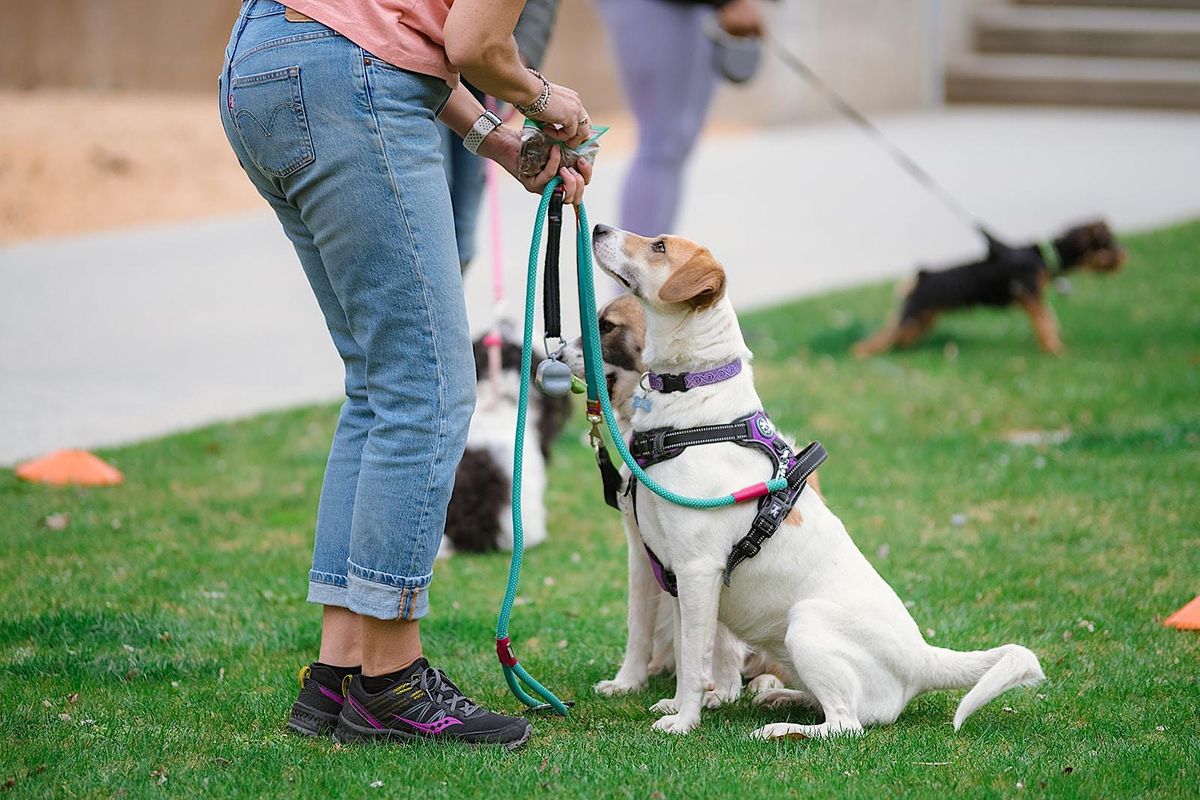 Group Dog Training
