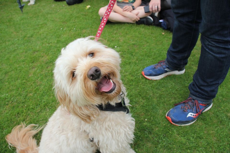 dog-show-dudswell-field-tring-road-berkhamsted-hp4-3ta-september