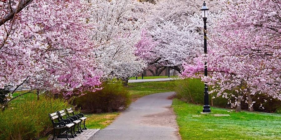 Essex County Branch Brook Park: Official Cherry Blossom Season Park