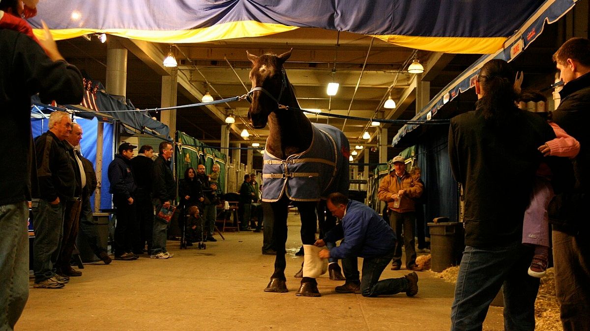 Royal Winter Fair Horse Show: The K-9 Equine Challenge
