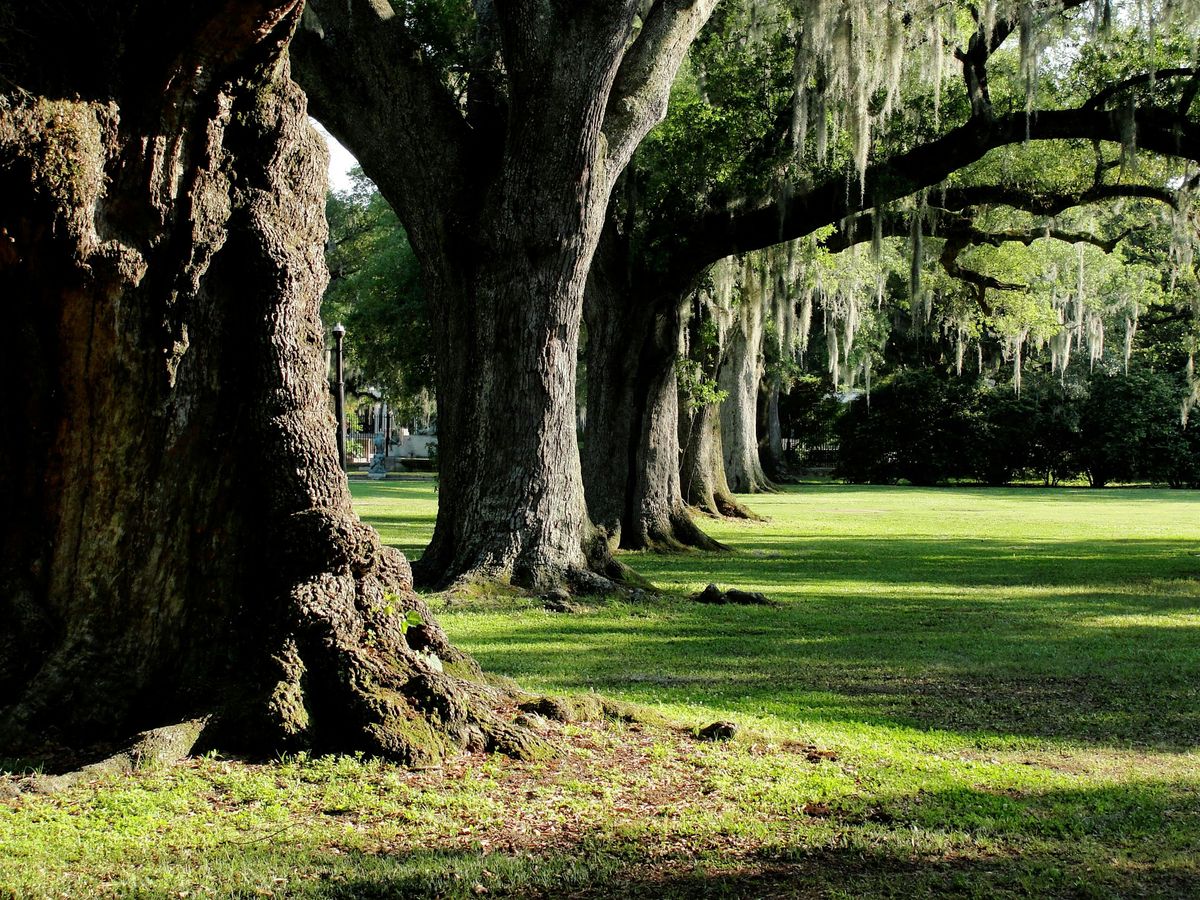 New Orleans City Park: Outdoor Escape Game Adventure