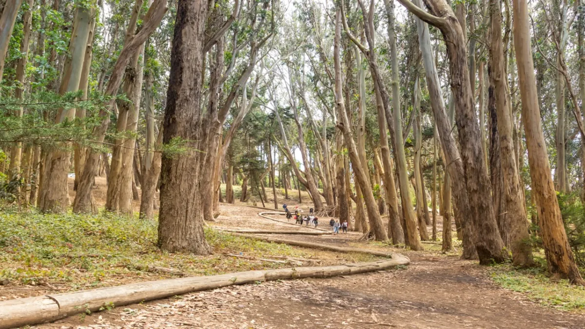 Parking Into the Woods - San Francisco