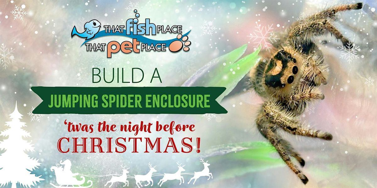 Build a Jumping Spider Enclosure: 'Twas The Night Before Christmas!
