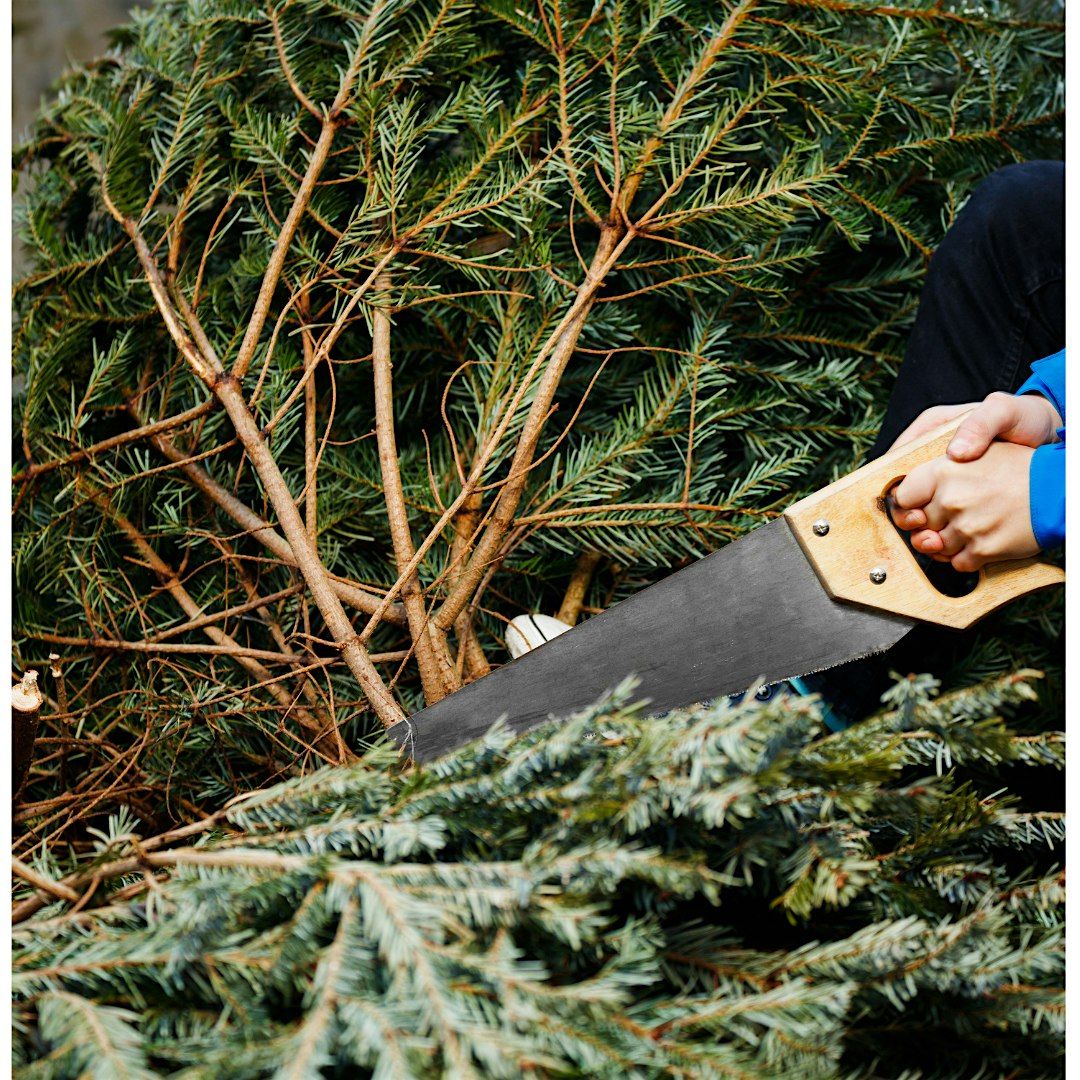 Charlie Brown Christmas Tree Sand Pine Removal