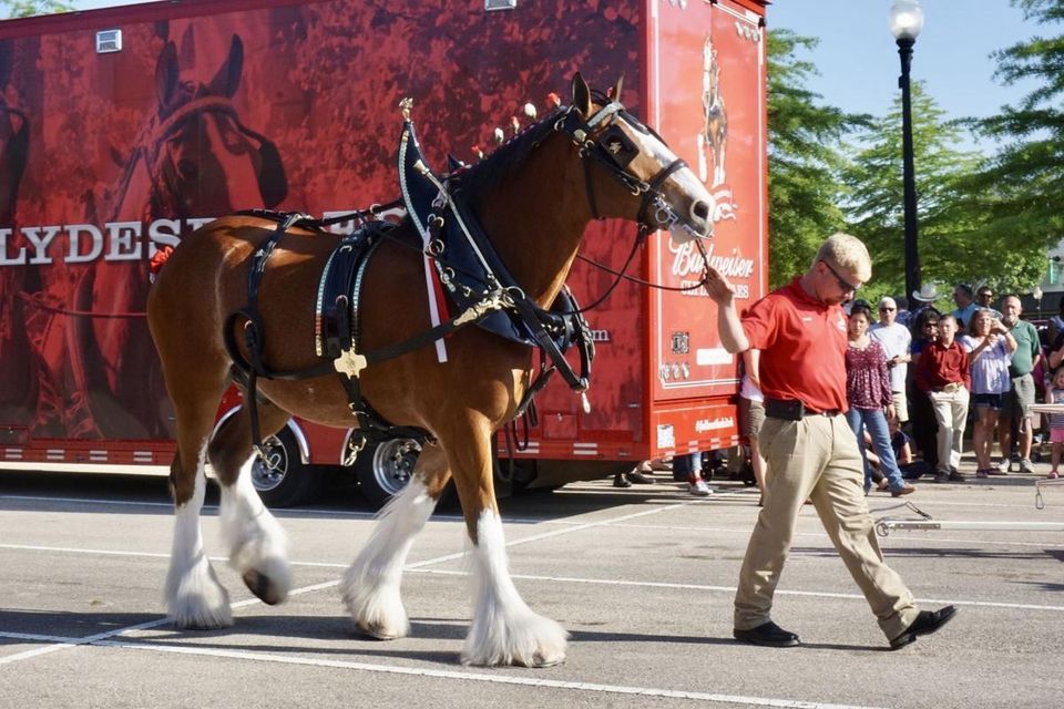 CANCELLED Meet the Budweiser Clydesdales in Downtown Springfield