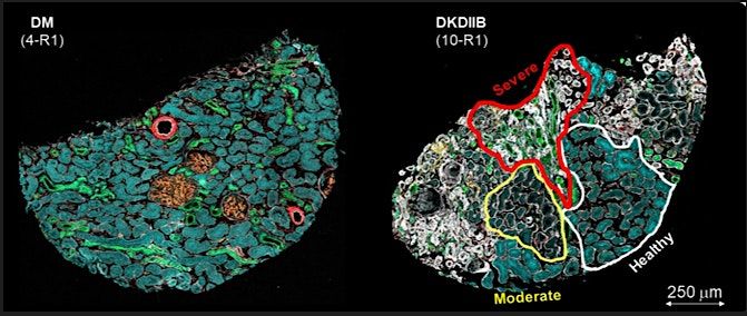 Akoya Bio Workshop #2- Imaging and Analysis