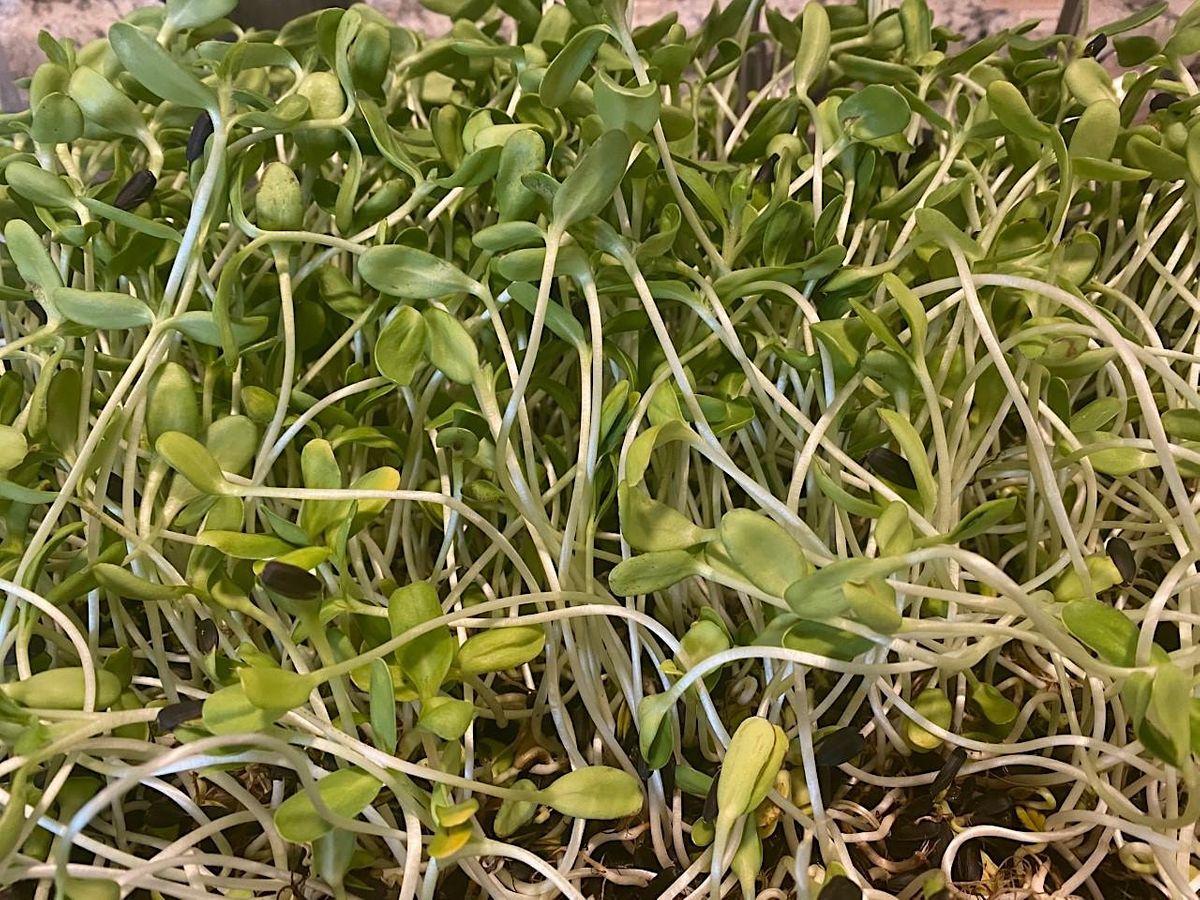 How To Grow Your Own Microgreens Natural Medicine And Detox Phoenix
