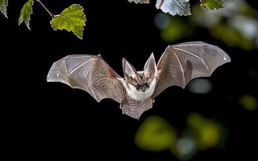 Ladywell Fields Bat Walk