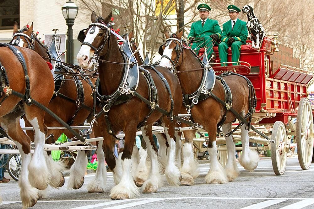 Tree Lighting With The Budweiser Clydesdales 495 Bayfront Pl Naples tree-lighting-with-the-budweiser-clydesdales-495-bayfront-pl-naples