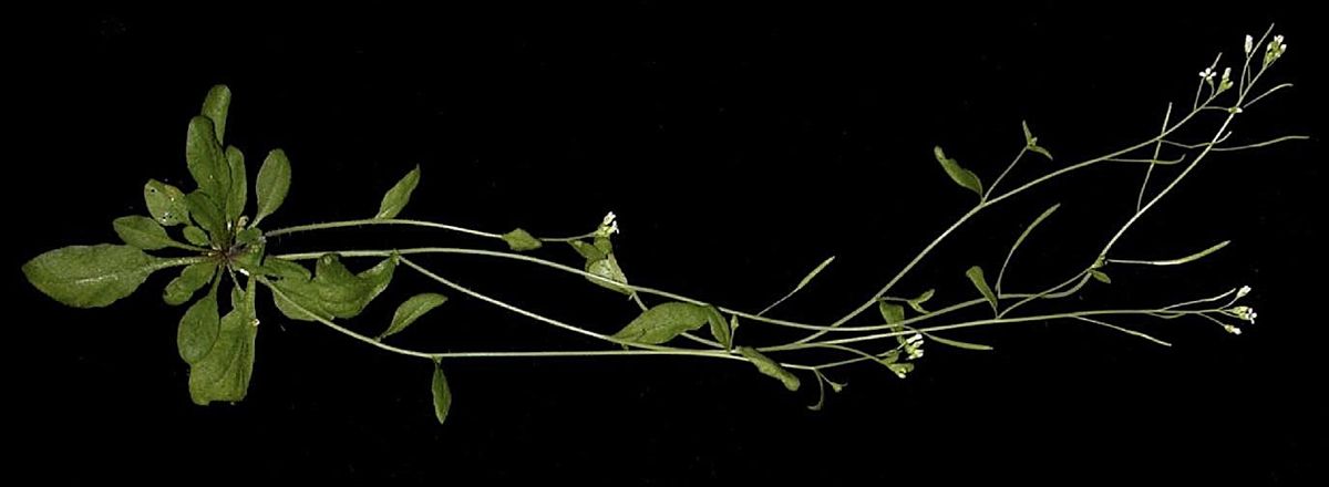 Growing more with less: plant hormones and sustainable agriculture