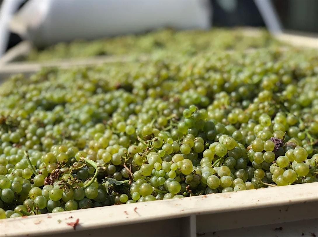 Discover Picpoul \u2014 A  Free Tasting at Perry\u2019s Palm Springs